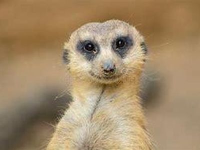 Meerkat