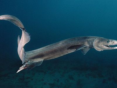 frilled shark