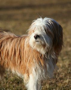 Shaggy dog: doesnt shower, does drugs