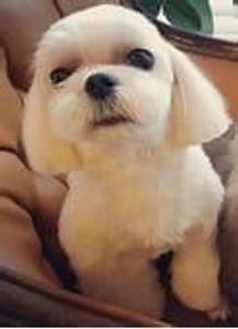 WHITE MALTESE DOG