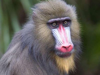 mandrill