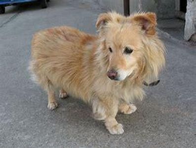 MIXED BREED DOG