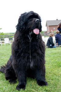 Newfoundland: eats kids, looks depressed but is really just tired, fat bastard wont stop eating kids