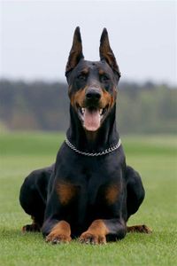 Doberman: scary, scares me, reserved and doesnt talk about anime addiction like its cute or funny