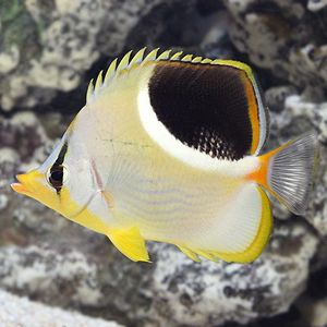 saddle butterfly fish