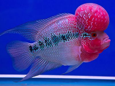 Flowerhorn fish