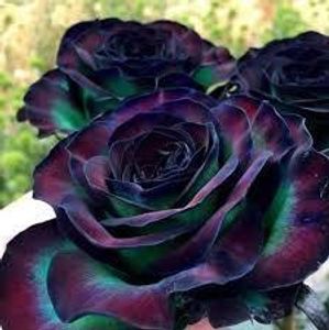 Black rose