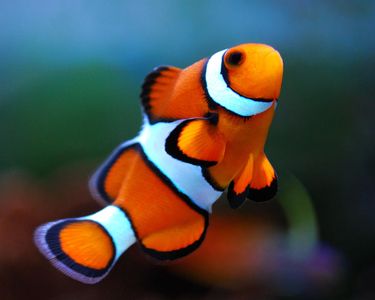 clown fish