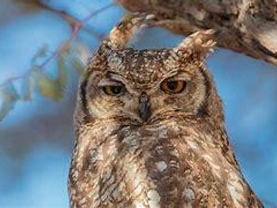 Great Horned Owl