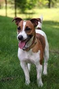 Jack Russel-Terrier