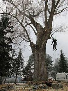 in a tree