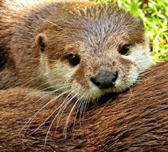 Otter