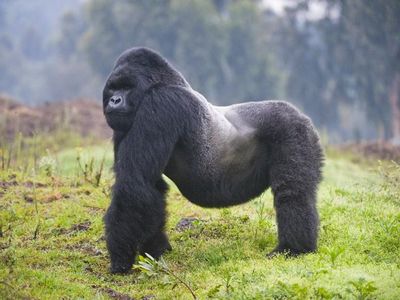 gorilla