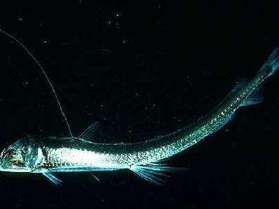 viperfish