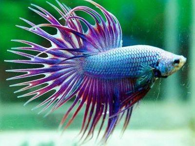 crowntail betta fish