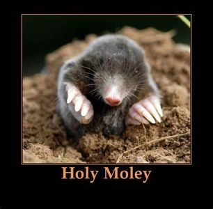 mole