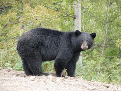 Discover what black bears  eat by studying their poop