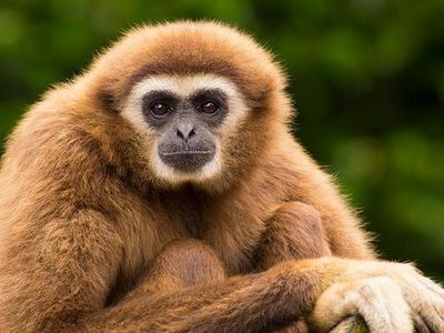 gibbon