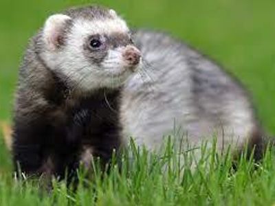 Ferret