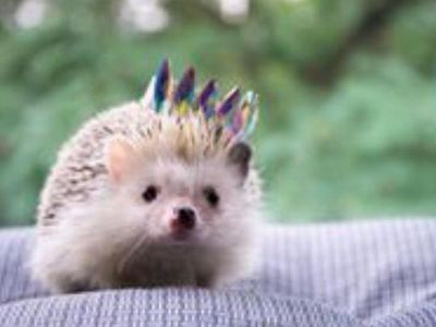 Hedgehog