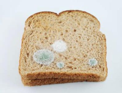 Moldy toast