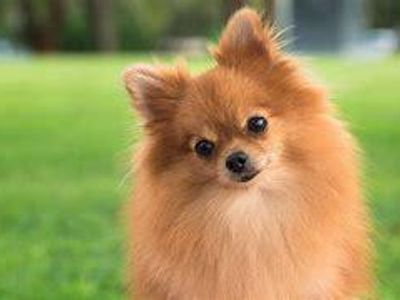 POMERANIAN DOG