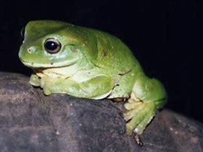 Frog