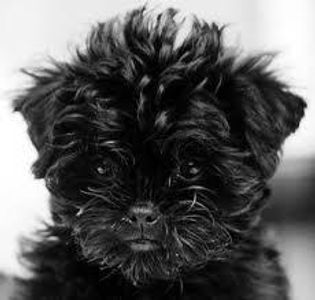 Affenpinscher