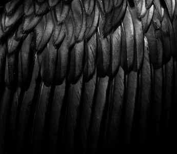 Black Feathers