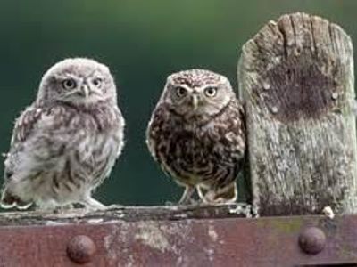 Chapter two: Two owls and a nervous aunt