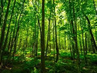 The Forest The Forest