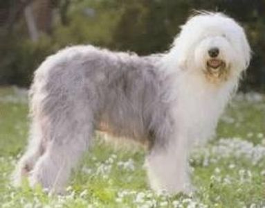 Old English Sheepdog