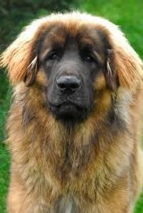 the leonberger