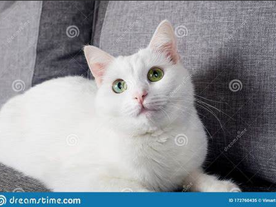 Turkish Angora cats