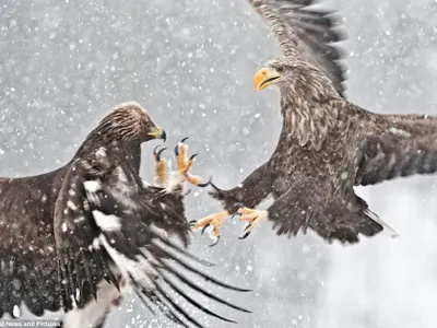 A Big Battle A Big Battle