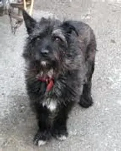 Aprils dog Jock. Aprils dog Jock.