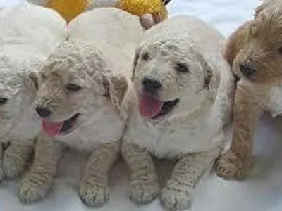 Goldendoodle Goldendoodle