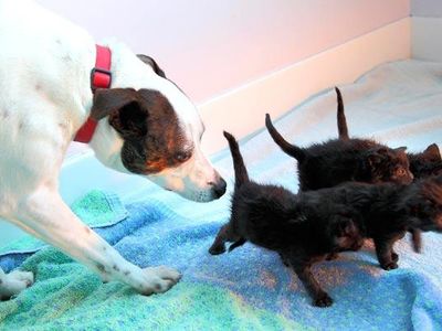 dog bringing up kittens!