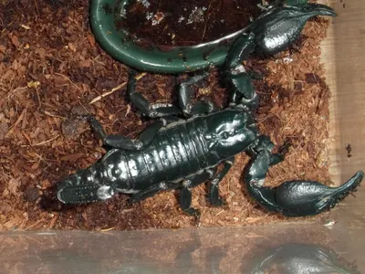 Scorpions Scorpions
