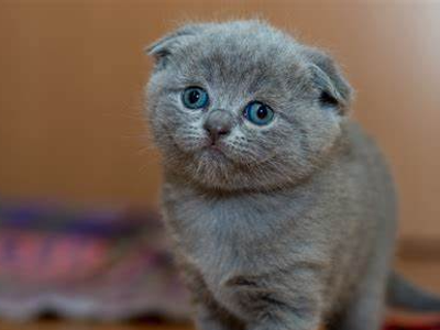 Scottish Fold cats