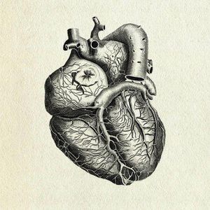 The Sad And Rotting Heart