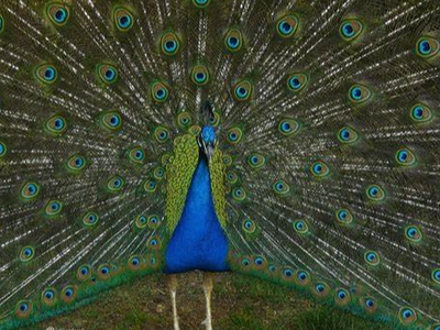 Peacocks might be stronger than we think.