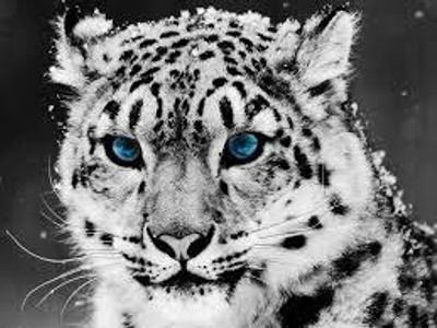 SnowLeopards