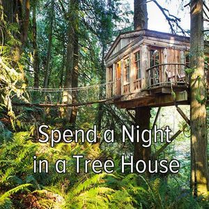 Spend a night in a tree house