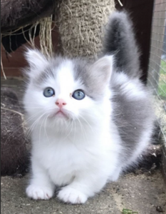 Munchkin cats