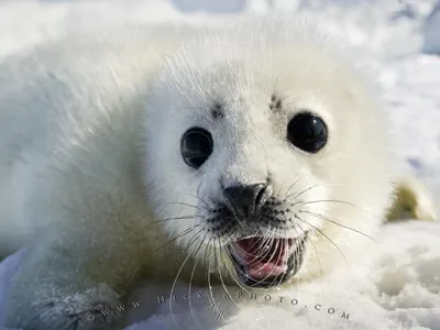 Newskitty's Photo Newskitty's Photo