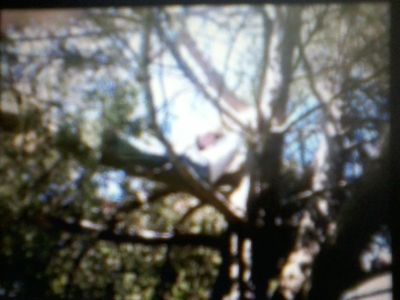 My friend is in tree! It looks like a arm chair!