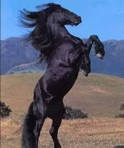 BrownieBoss98 BrownieBoss98