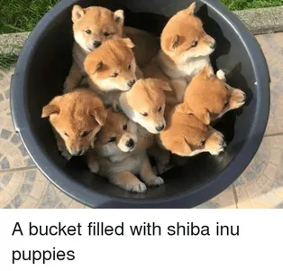 Newskitty's Photo Newskitty's Photo