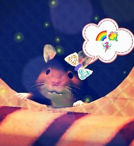 RainbowQuoll